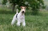 FOX TERRIER 624